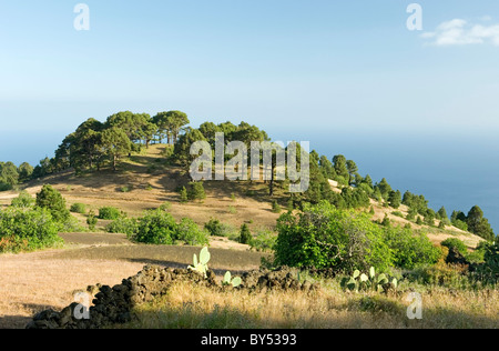 El Hierro, Kanarische Inseln, Spanien. Ständen der kanarischen Kiefern westlich von El Pinar. Stachelige Birne im Vordergrund Stockfoto