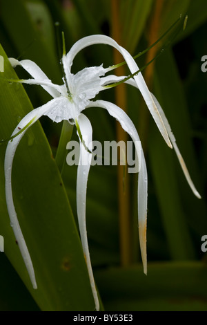 Strand Spider Lily (Hymenocallis Littoralis) im Gandoca-Manzanillo Wildlife Refuge in der Nähe von Puerto Viejo in Provinz Limon, Costa Rica. Stockfoto