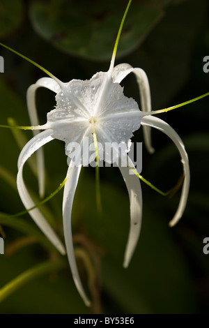 Strand Spider Lily (Hymenocallis Littoralis) im Gandoca-Manzanillo Wildlife Refuge in der Nähe von Puerto Viejo in Provinz Limon, Costa Rica. Stockfoto