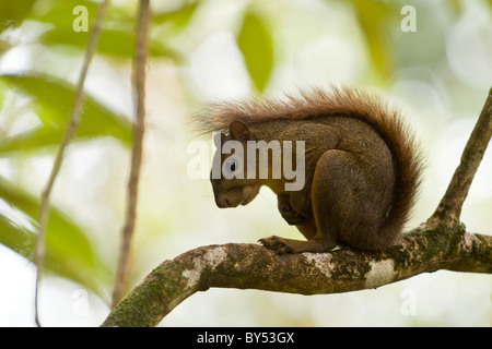 Red-tailed Eichhörnchen (Sciurus Granatensis) auf Nahrungssuche im Gandoca-Manzanillo Wildlife Refuge, Provinz Limon, Costa Rica. Stockfoto