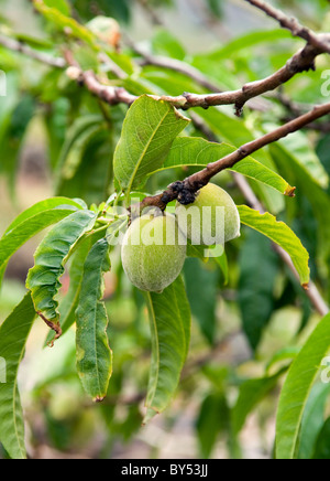 Insel El Hierro, Kanarische Inseln, Spanien. Flora & Fauna. Junge Pfirsich Obstbau auf Ast. Prunus persica Stockfoto
