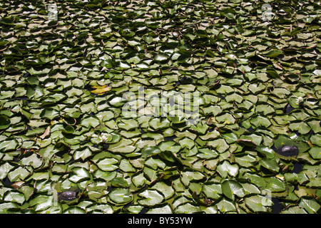 Teppich aus Seerosen im Teich Stockfoto