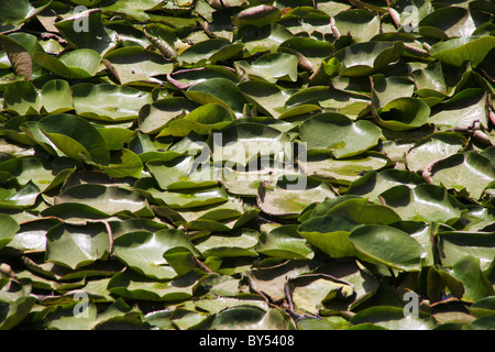 Teppich aus Seerosen im Teich Stockfoto