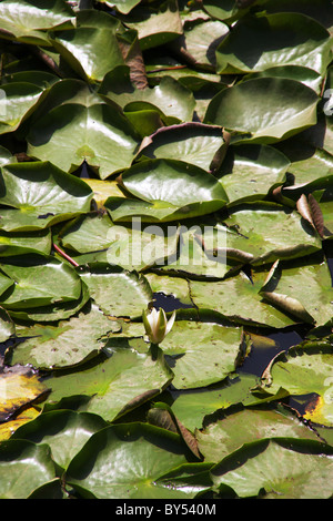 Teppich aus Seerosen im Teich Stockfoto