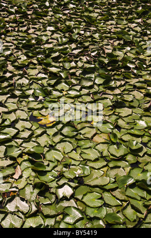 Teppich aus Seerosen im Teich Stockfoto