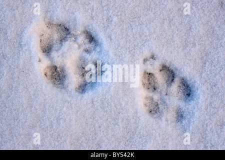 Ein paar von Coyote Spuren im Schnee. Stockfoto