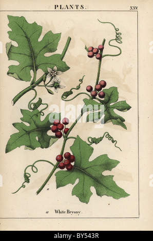 Rote Zaunrübe mit roten Beeren. Bryonia Dioica. Stockfoto