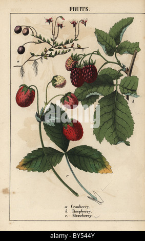 Cranberry Vaccinium Oxycoccos, Himbeere Rubus Idaeus und Erdbeere Fragaria Früchte. Stockfoto
