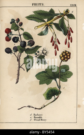 Berberitze Berberis, Brombeere oder Brombeere Rubus Fruticosus und Moltebeeren Rubus Chamaemorus Obst. Stockfoto