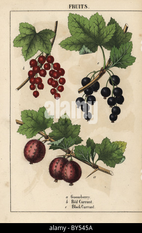 Stachelbeere Ribes Uva-Crispa, Johannisbeeren Ribes Rubrum und schwarze Johannisbeere Ribes Nigrum Früchte. Stockfoto