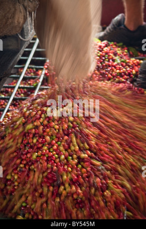 Kona Kaffee Bohnen geerntet, Verarbeitung. Stockfoto