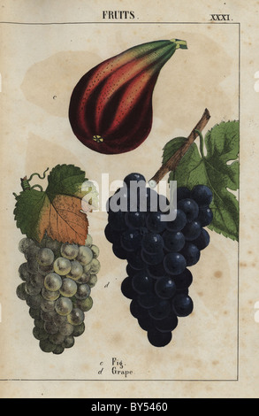 Feigen Ficus Carica und grün und blau Weintrauben Vitis Vinifera. Stockfoto