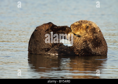 Ein Seeotter, Pflege der Rute. Stockfoto