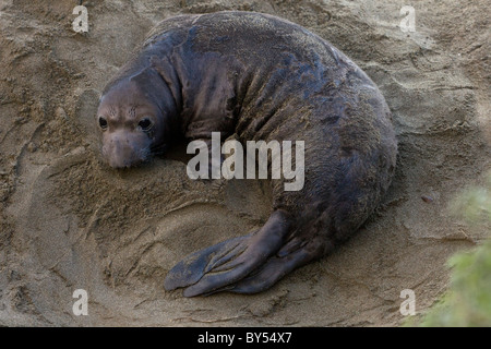 Nördlichen See-Elefanten Pup (Mirounga Angustirostris) am Piedras Blancas Rookery in in der Nähe von San Simeon Zentral-Kalifornien. Stockfoto