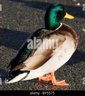 Enten am Raby Mere im Winter, wenn die bloße gefroren ist. Stockfoto