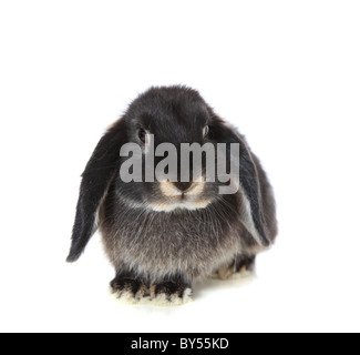Süße kleine Kaninchen. Alle auf weißem Hintergrund. Stockfoto