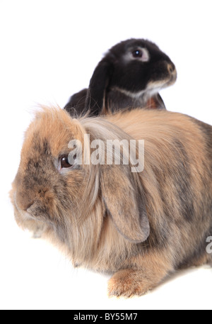 Niedliche braune und schwarze Häschen. Alle auf weißem Hintergrund. Stockfoto