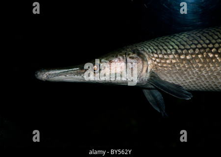 Bunte Fische in Bangkoks Siam Ocean World in der Paragon Shopping Mall gesehen. Stockfoto