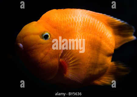 Bunte Fische in Bangkoks Siam Ocean World in der Paragon Shopping Mall gesehen. Stockfoto