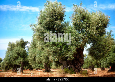 Uralte Cerignola Olive Bäume von Ostuni, Apulien, Süditalien. Stockfoto