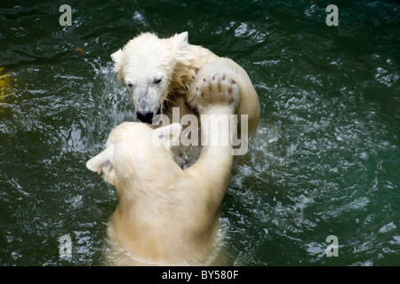 Kinder der Eisbär (Ursus Maritimus, Thalarctos Maritimus) im Wasser Stockfoto