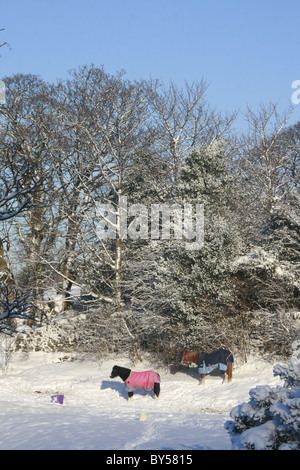 starker Schneefall in Nord-Wales, Vereinigtes Königreich Großbritannien Stockfoto