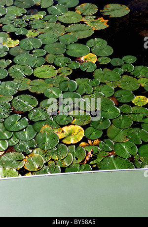 Seerosen Stockfoto