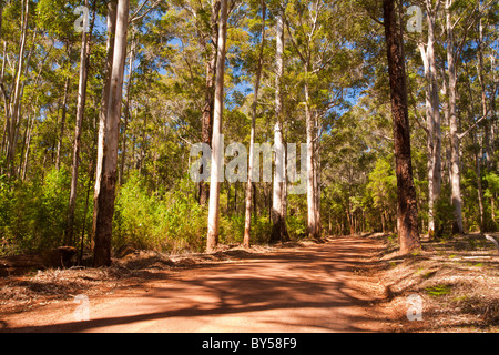 Karri {Eukalyptus Diversicolor} Wald Fahrt durch Warren National Park, Pemberton, Western Australia Stockfoto