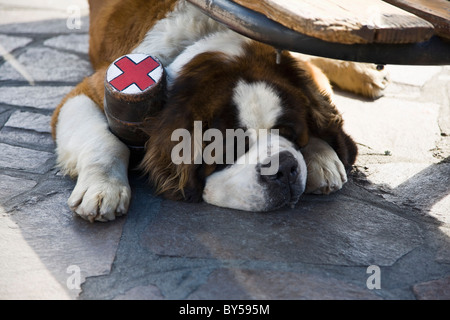 A St. Bernard Hund mit einem Kolben Kragen auf dem Boden liegend Stockfoto