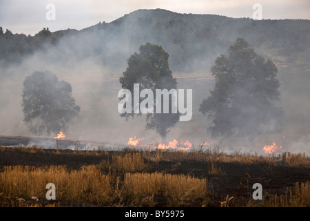 Ein Feuer brennt in einem Feld Stockfoto