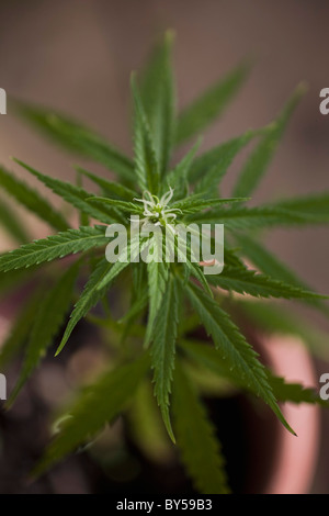 Detail einer Marihuana-Pflanze Stockfoto
