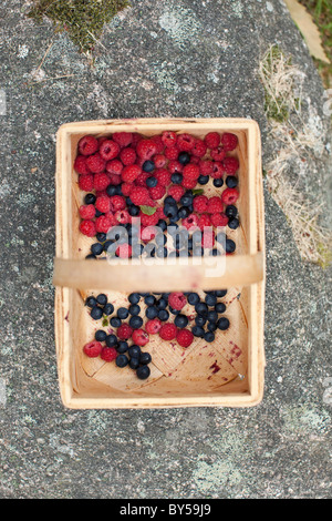 Himbeeren und Heidelbeeren in einem Korb Stockfoto