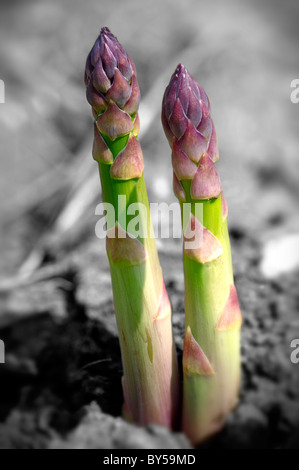 Frischer Spargel wächst in einem Feld Stockfoto