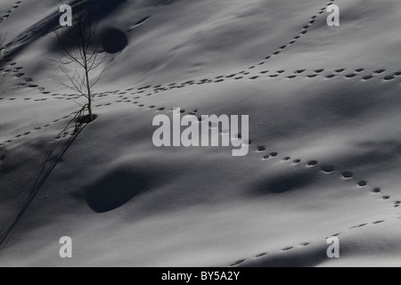 Fußspuren im Schnee Stockfoto