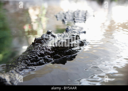 Detail von einem Alligator im Wasser Stockfoto