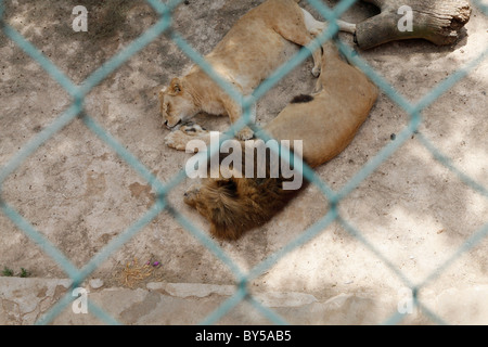 Blick auf Löwen liegend in einem Zoo-Gehäuse Stockfoto