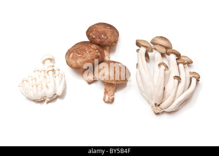 Chinesische Pilze, Enoki, Hon-Shimeji und Shitake isoliert auf weißem Studiohintergrund. Stockfoto