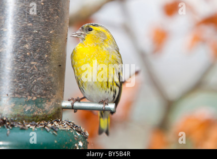 Zeisige (Zuchtjahr Spinus) ernähren sich von einem Garten Feeder in Ambleside, Cumbria, UK. Stockfoto