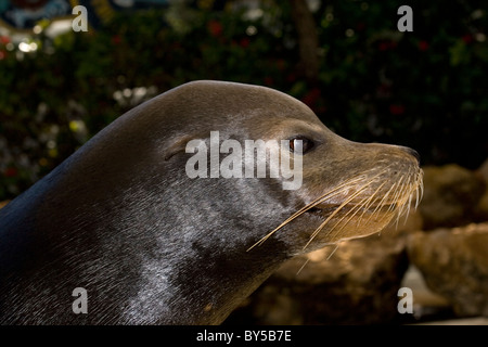 Kalifornische Seelöwe, Zalophus Californianus, Männlich Stockfoto