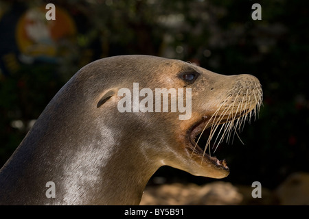 Kalifornien Seelöwen Stockfoto