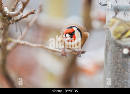 Zeisige (Zuchtjahr Spinus) und Stieglitz (Zuchtjahr Zuchtjahr) ernähren sich von einem Garten Feeder in Ambleside, Cumbria, UK. Stockfoto