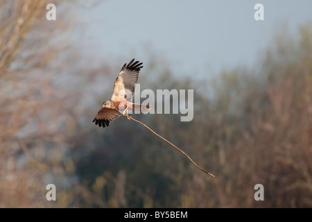 Männliche Rohrweihe im Flug mit einem großen Ast Stockfoto