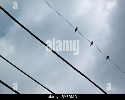 Drei Vögel auf einer Stromleitung Stockfoto