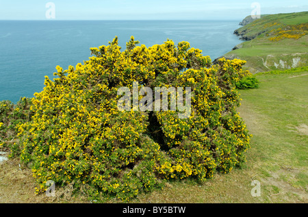 West-Wales Küste in der Nähe von Cwm Tydu Stockfoto