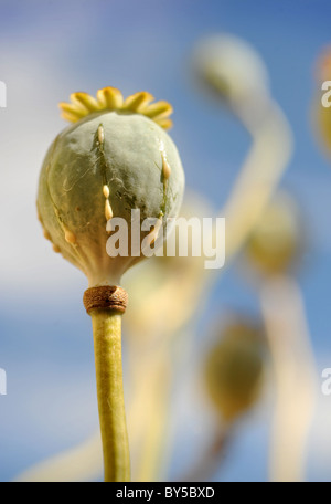 Spätsommer-Mohn formiert Samenköpfe mit zusätzlichen Schlitze zeigen die Sap verbunden mit dem Opiumhandel UK Stockfoto