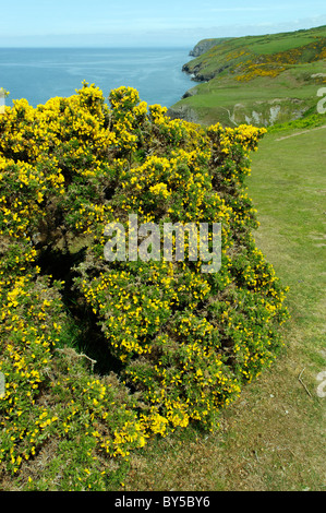 West-Wales Küste in der Nähe von Cwm Tydu Stockfoto