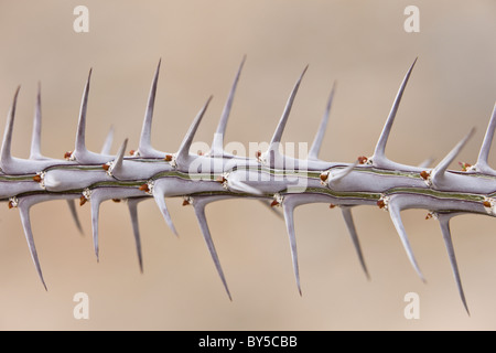 Nahaufnahme der dornigen Zweig von einem Ocotillo (Fouquieria Splendens) in Joshua Tree Nationalpark, Kalifornien, USA. Stockfoto