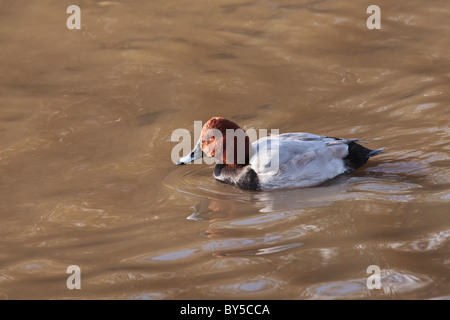 Männliche pochard Enten schwimmen auf Schokolade farbiges Wasser Stockfoto