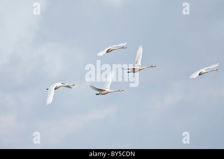 Familie von singschwänen im Flug gegen eine trübe blauer Himmel Stockfoto