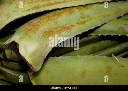 Aloe Vera Blätter der Pflanze, saftig, zum Verkauf in Produkte Stockfoto